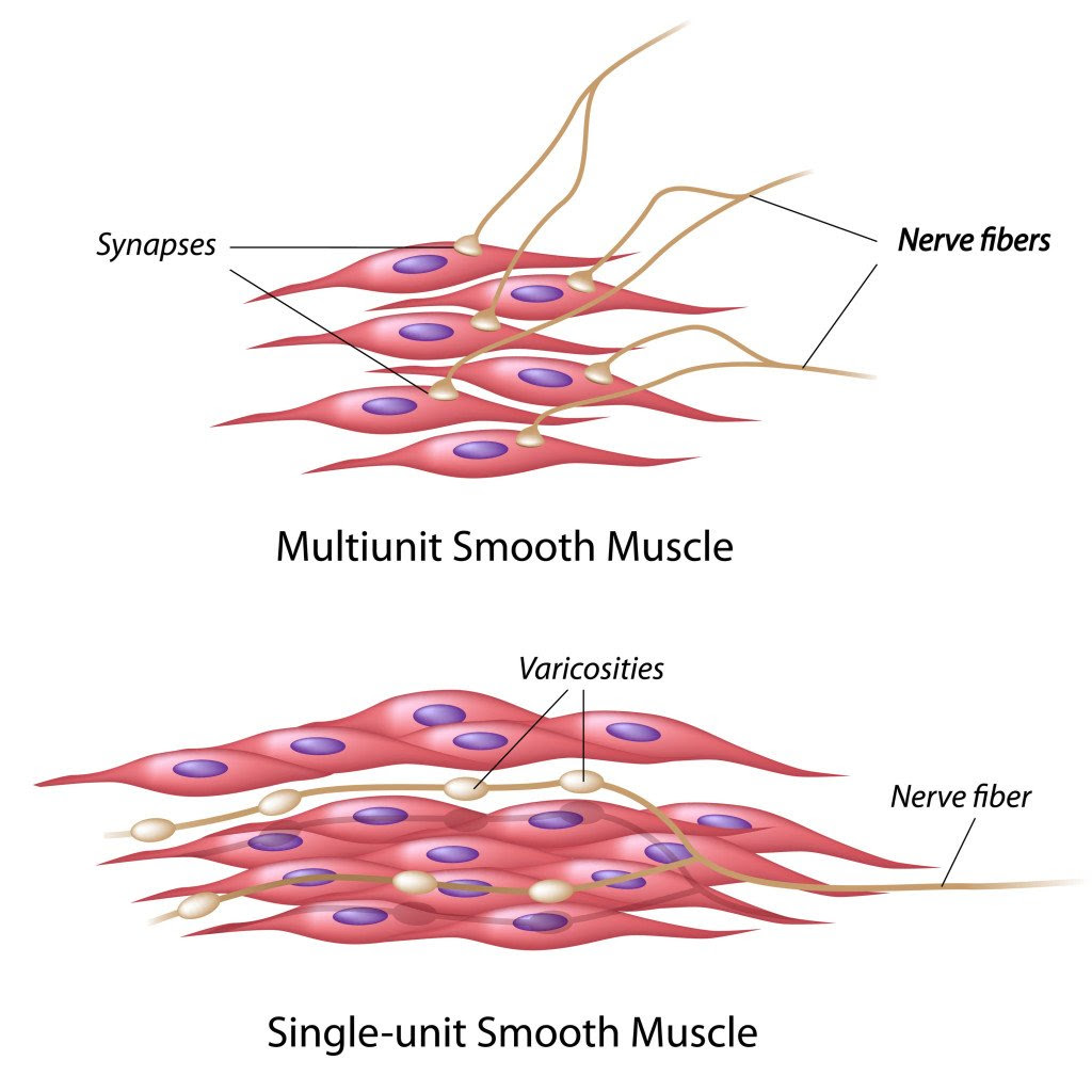 Smooth Muscle Cell Diagram (Bio 2)