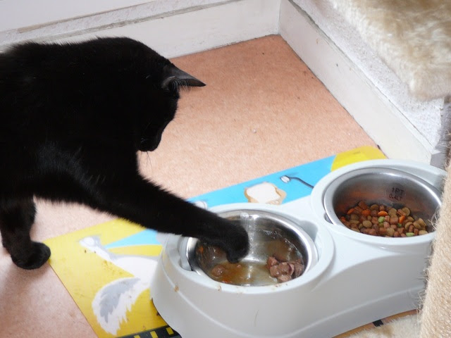 Pourquoi Mon Chat Essaie T Il D Enterrer Sa Nourriture Secrets De Chats