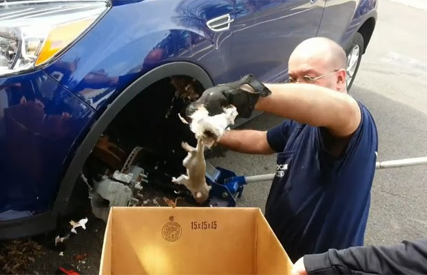 Mecânico ficou surpreso ao remover três esquilos escondidos em caixa de roda de carro (Foto: Reprodução/LiveLeak/JUGERNAUT)