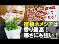 √100以上 ネメシア 花が落ちる 235426-ネメシア 花が落ちる