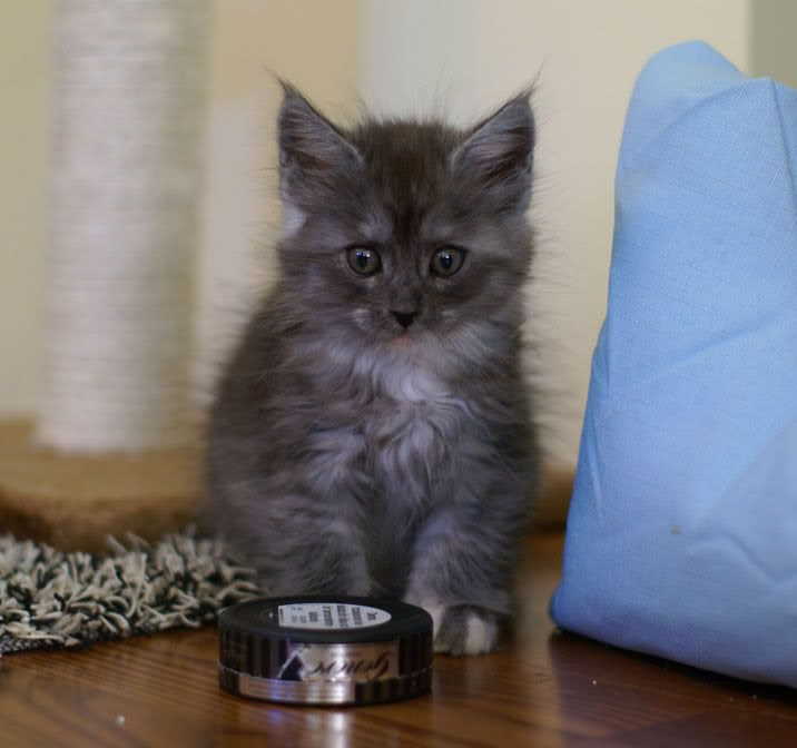 Shantaram's jaktplans-kull, Maine Coon
