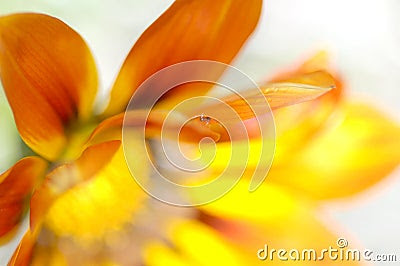 Nikon Blur on Nikon D50  60mm Macro  Ps7