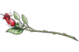 Animated Rose To Say Thank You 
