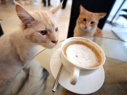 Untuk membuat betah pengunjung hadir di cafe, menu utama cappuccino segera dihidangkan ke tamu.