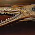 Alligator Gar Attack People : They have attacked people swimming or wading in water.