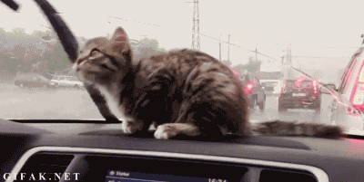 human animated GIF 