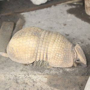 動物事典 マタコミツオビアルマジロ Tolypeutes Matacus