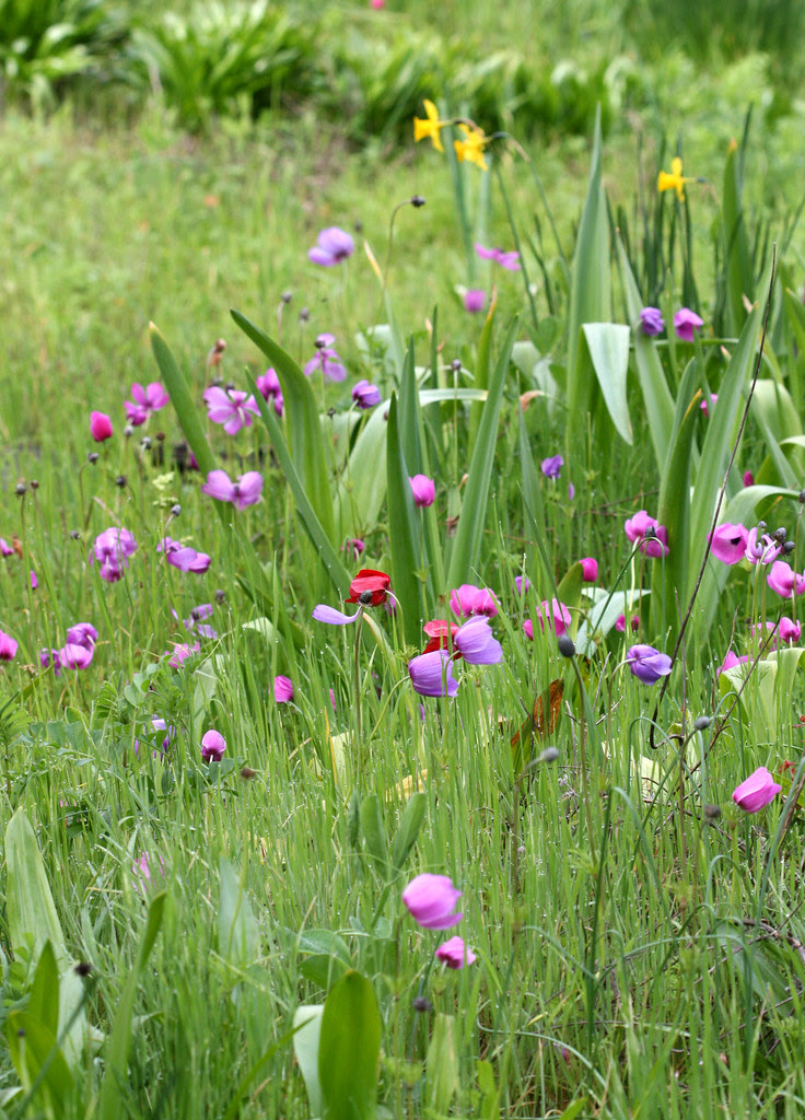 anemone_field