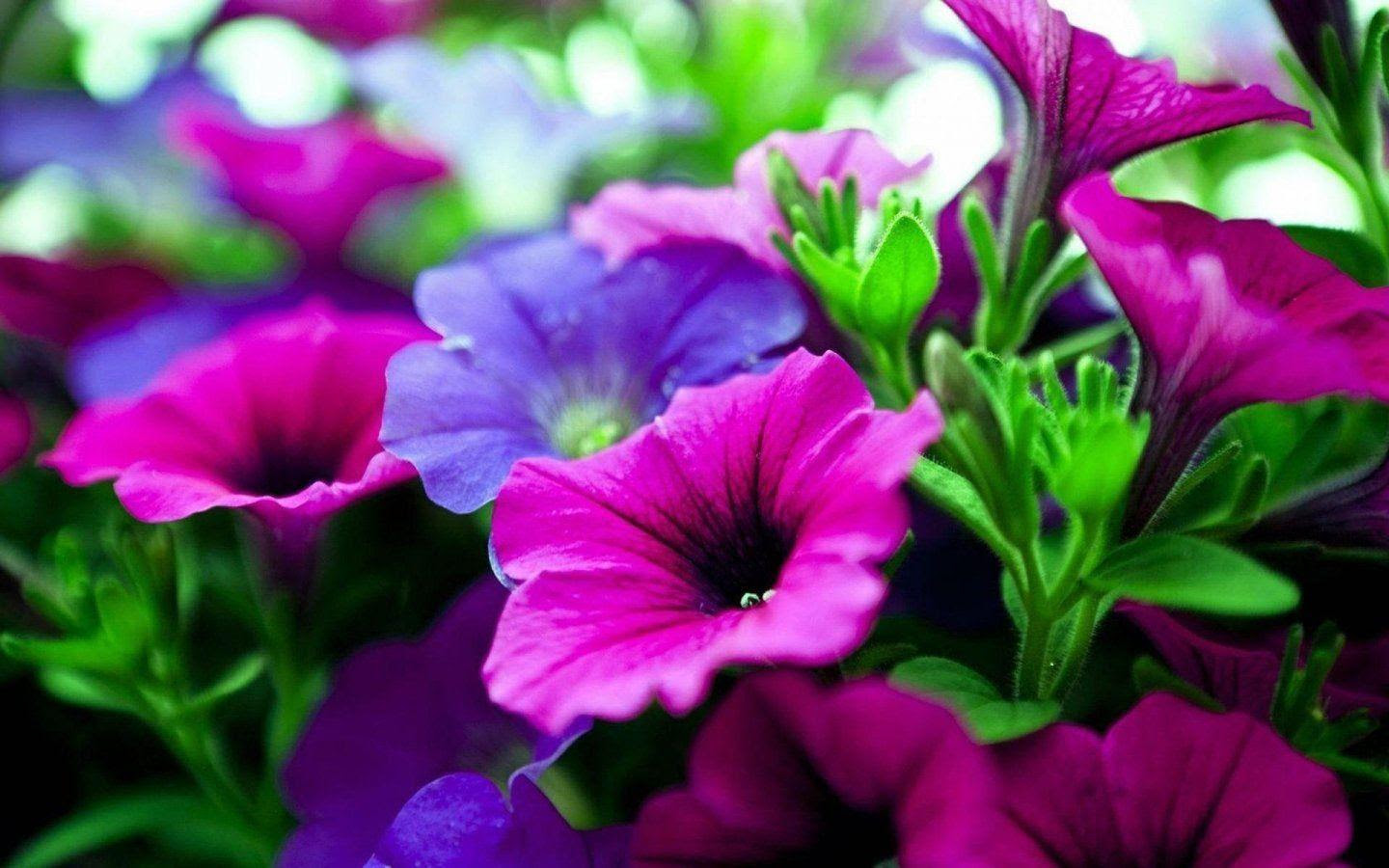flower wallpaper hd free Download