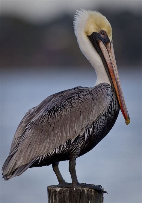 brown pelican   brown    spectacular