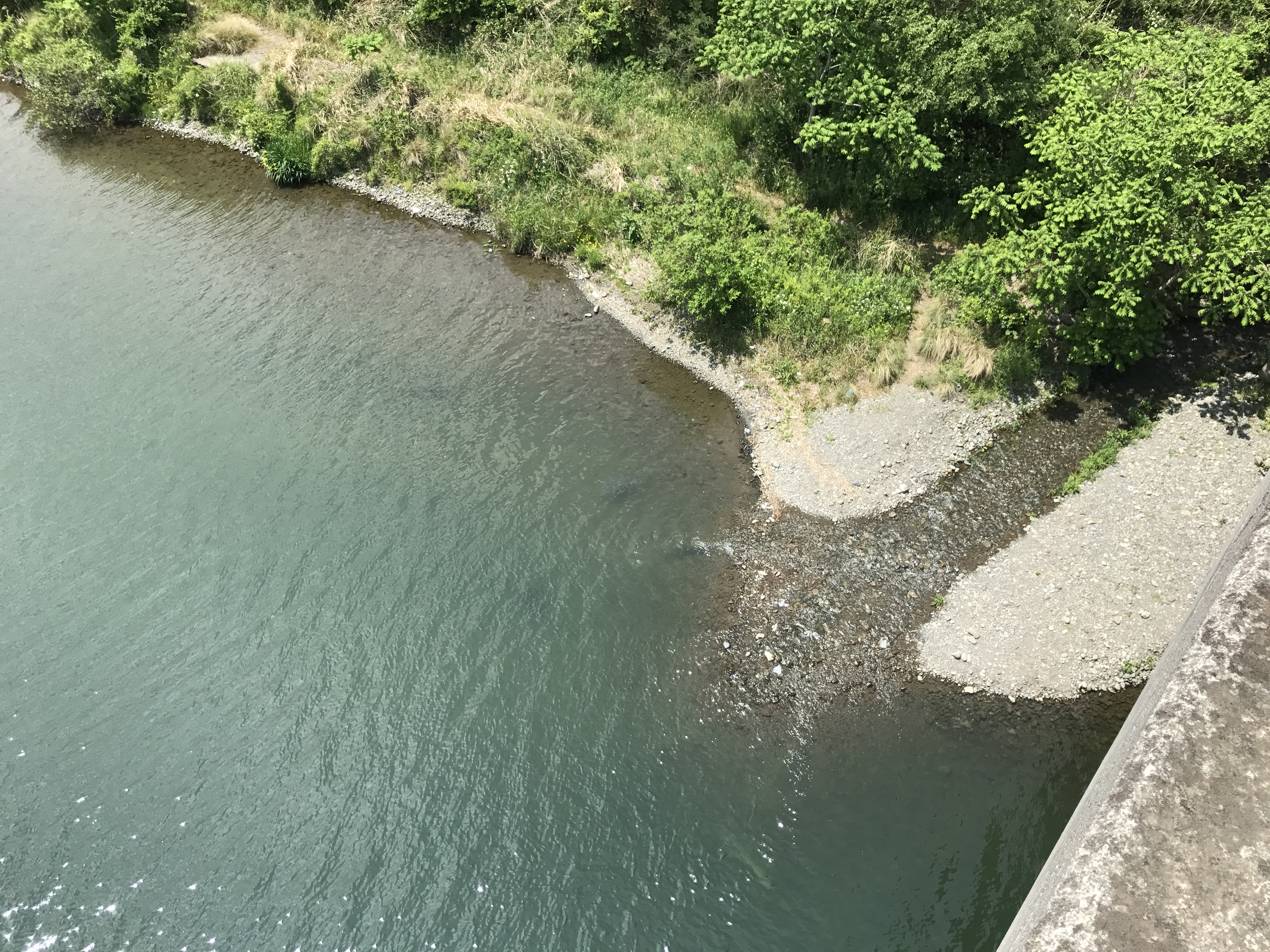 今年もガサガサ 解禁間近 相模川系の用水路に水も入り田植えも始まり いざ