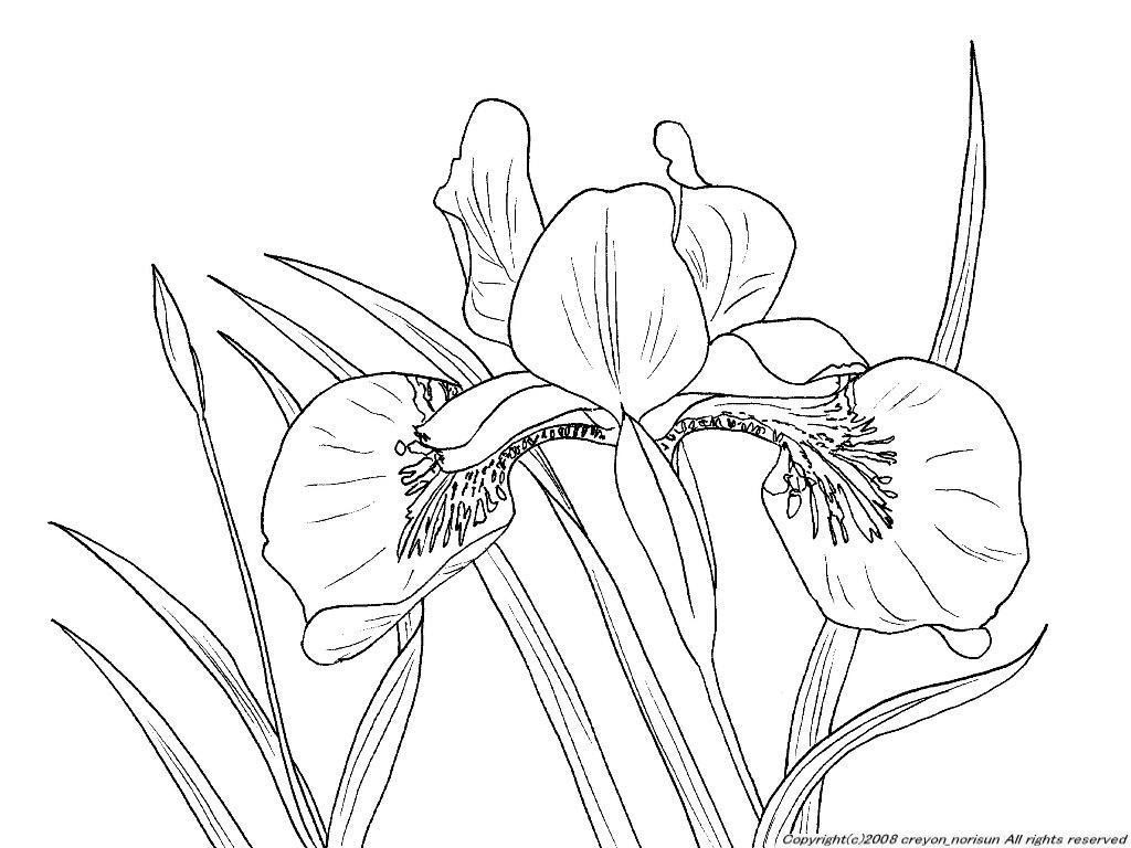 あやめの下絵ー花菖蒲 アヤメの塗り絵
