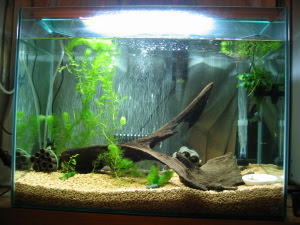 カメ水槽レビュー 金魚と温泉とワイン