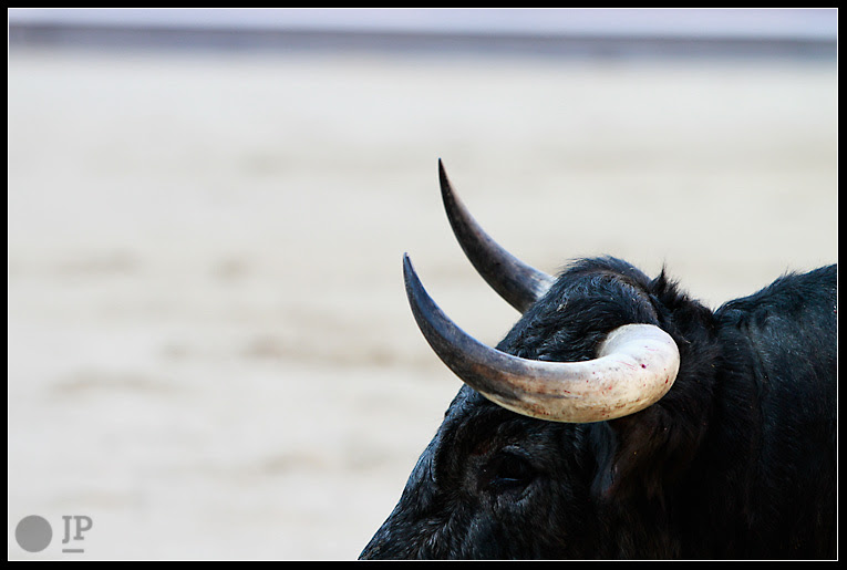 Toro-de-hernandez-pla-8