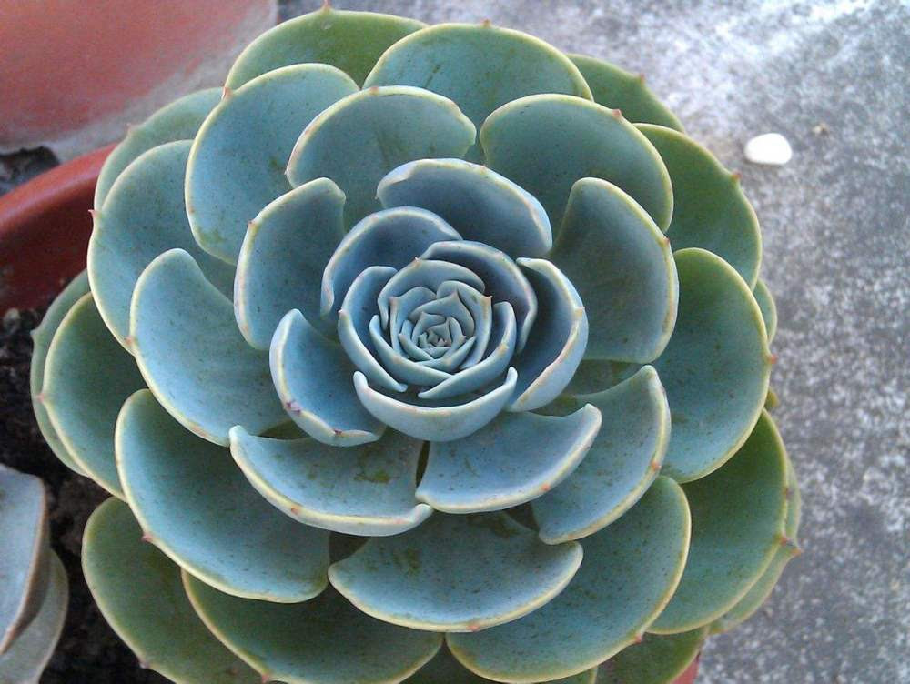 多肉植物圖鑑 魯氏石蓮花 葉心千萬不可澆水 Ifuun