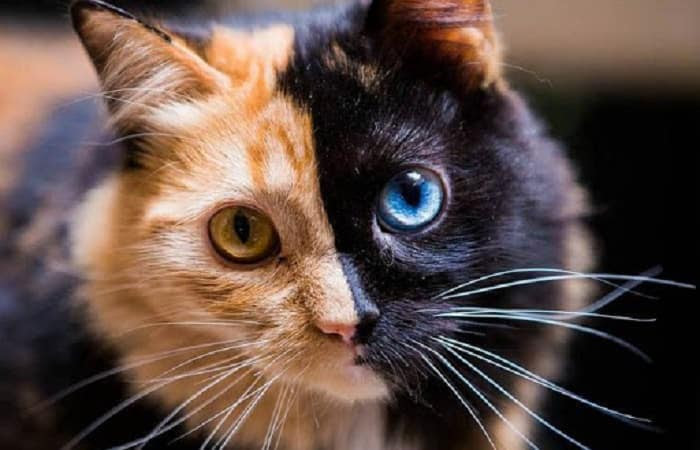 La Robe Patrons Et Couleurs Du Chat