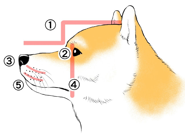 漫画テクニック 動物の描き方 犬 編 Oyukihan S Blog 漫 パワー充電所