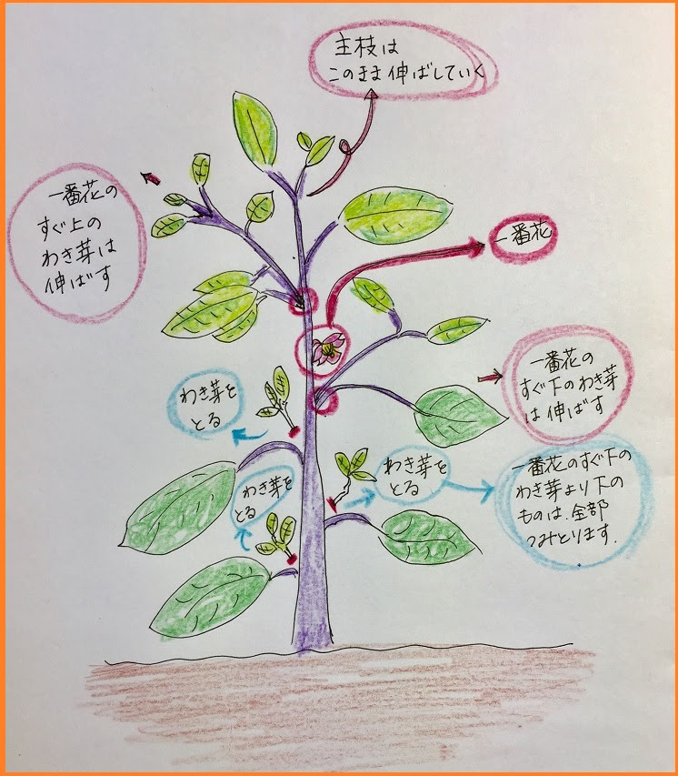ナス栽培 手入れ方法４選 支柱の立て方 わき芽かき 肥料 水やりについても ずぼら主婦の家庭菜園ブログ