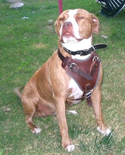 full  bred pitbull