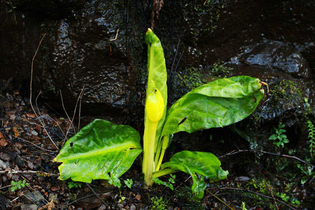 skunk_cabbage