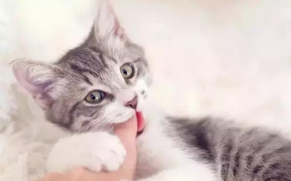 猫咬人之后舔你 是在道歉 知道真相的我快哭了出来 游戏资讯 存满娱乐网