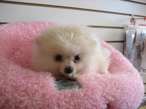 tea cup pomeranian photograph