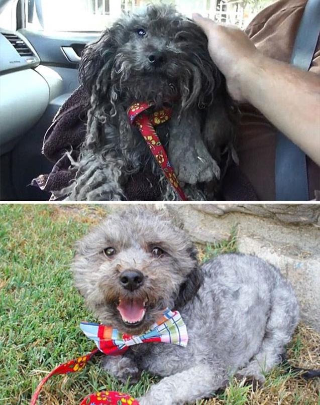 perros rescatados