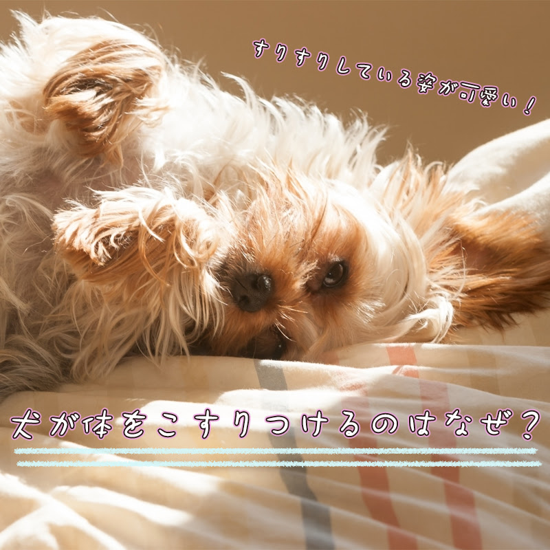 すりすりしている姿が可愛い 犬が体をこすりつけるのはなぜ