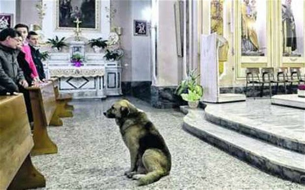 perierga.gr - Σκύλος παρακολουθεί τη λειτουργία στη θέση της νεκρής ιδιοκτήτριάς του!