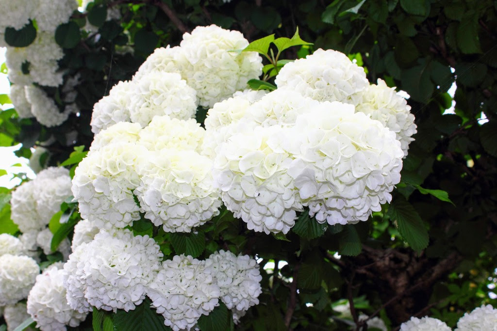 大手鞠と小手鞠 スノーボールの花です れお君と庭の花 Fromたけちゃんマン