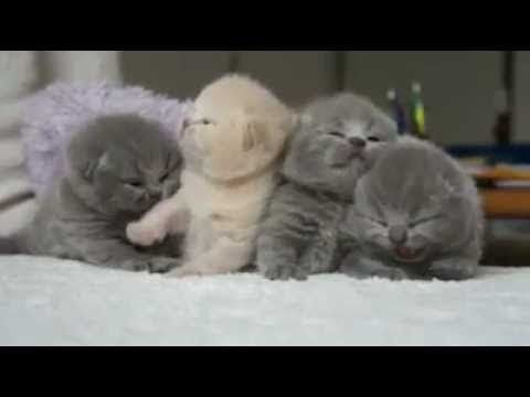 anak kucing yang comel dan gebu