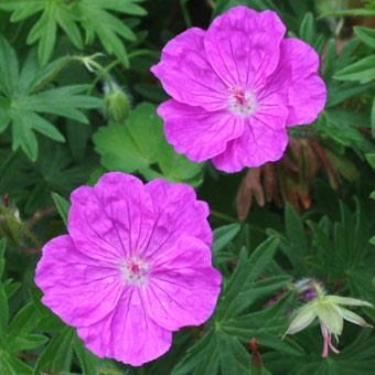 アケボノフウロ 山野草 高山植物の通信販売店 岩崎園芸ネットストア