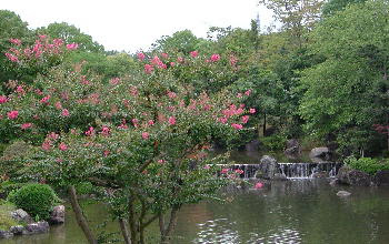 万博記念公園など 花だより