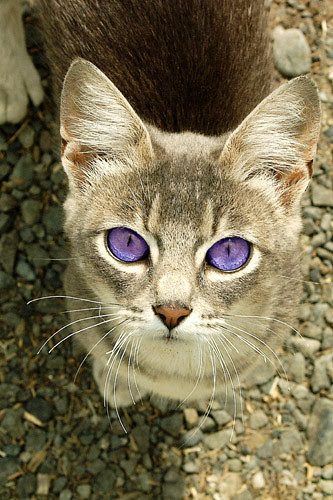 Violetpaw~ Apprentice