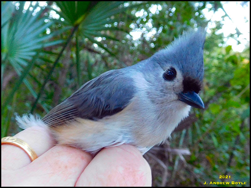 Tufted Titmouse
