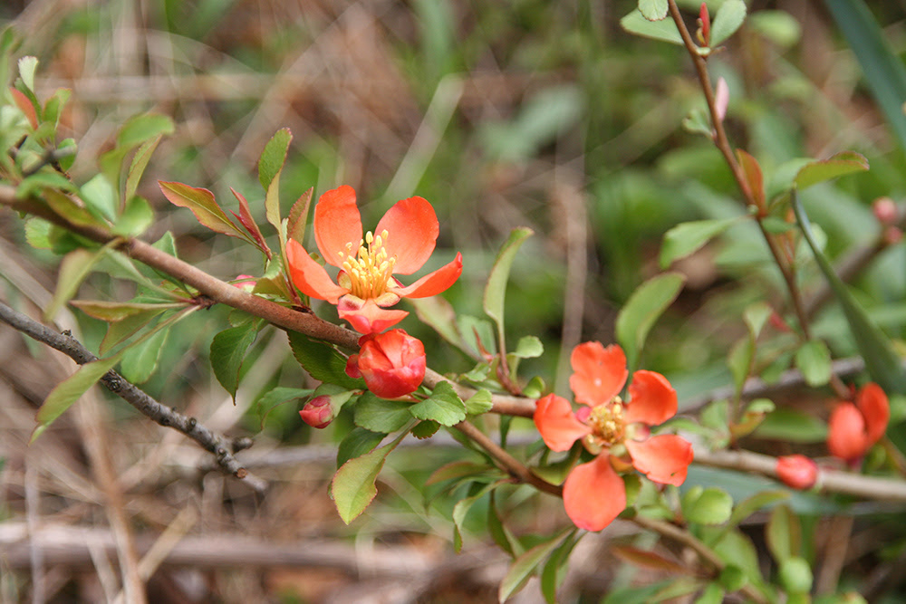 袁晓辉rita 寒梅flowering Quince