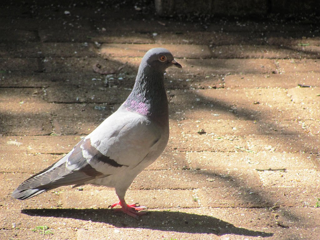 Pigeon