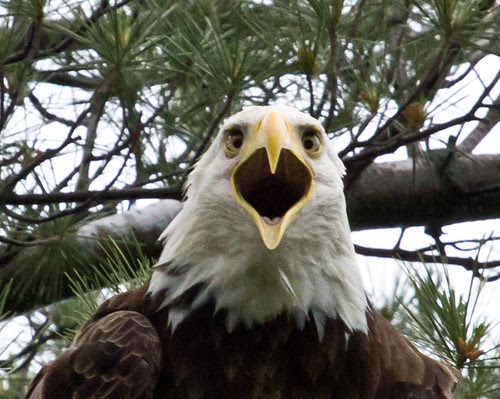 Bald Eagle