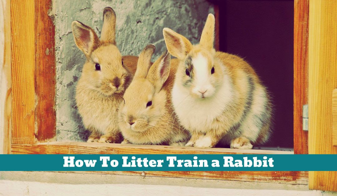 How To House Train Rabbits