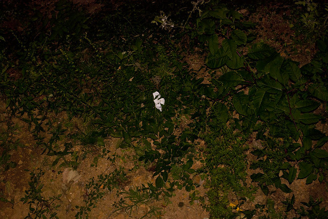 sorry about the panties in your yard