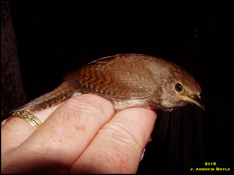 House Wren