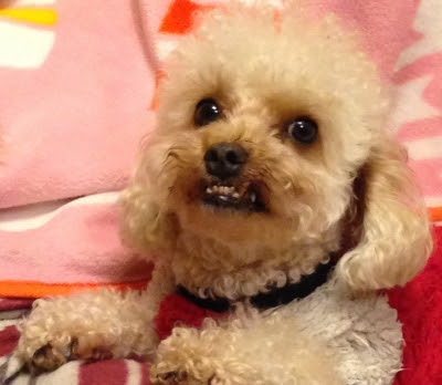 自己紹介 ジャッくん編 しゃくれ犬ジャッくん と おてんばシナｍｏｎ