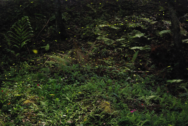 DSC_0194拷貝2