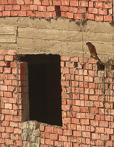 EgyptBird-1