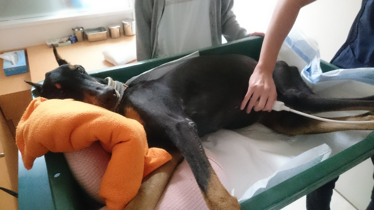 ゴンちゃん永眠 老犬ホーム トップ