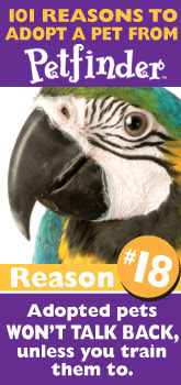 Bird Adoption