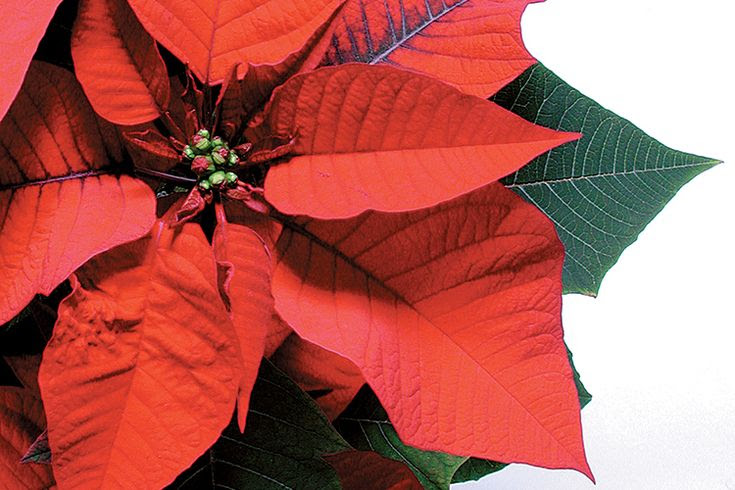 Are Poinsettias Poisonous to Pets?  Farm Flavor