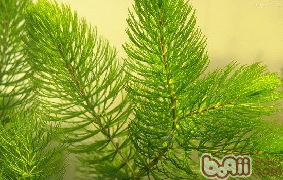 该如何种植金鱼藻 水族造景 波奇网百科大全