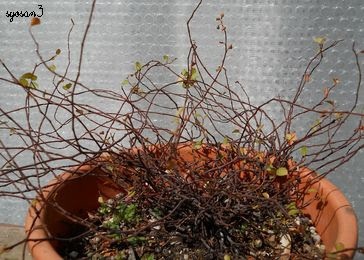 ワイヤープランツ植え替え バラの新芽 楽笑ガーデニングとショップ探索 楽天ブログ
