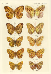 papillon 37